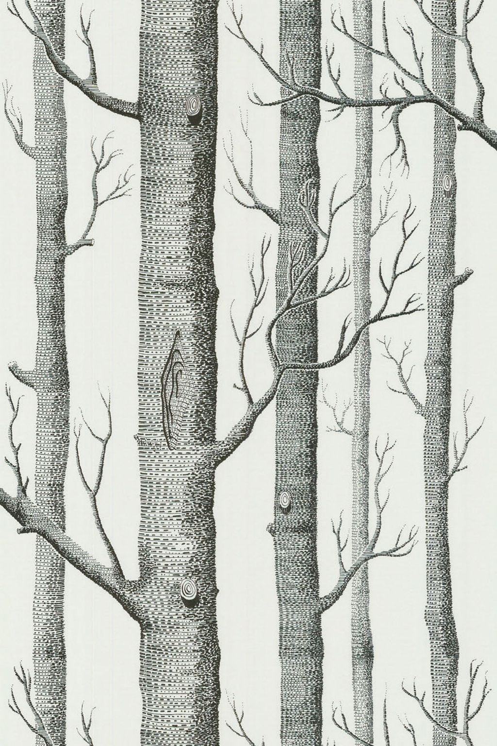 Image may contain Plant Tree Tree Trunk and Birch