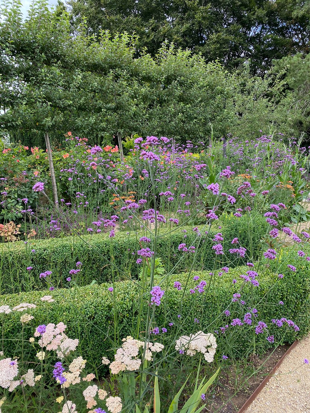 Image may contain Plant Outdoors Garden Flower Blossom and Arbour