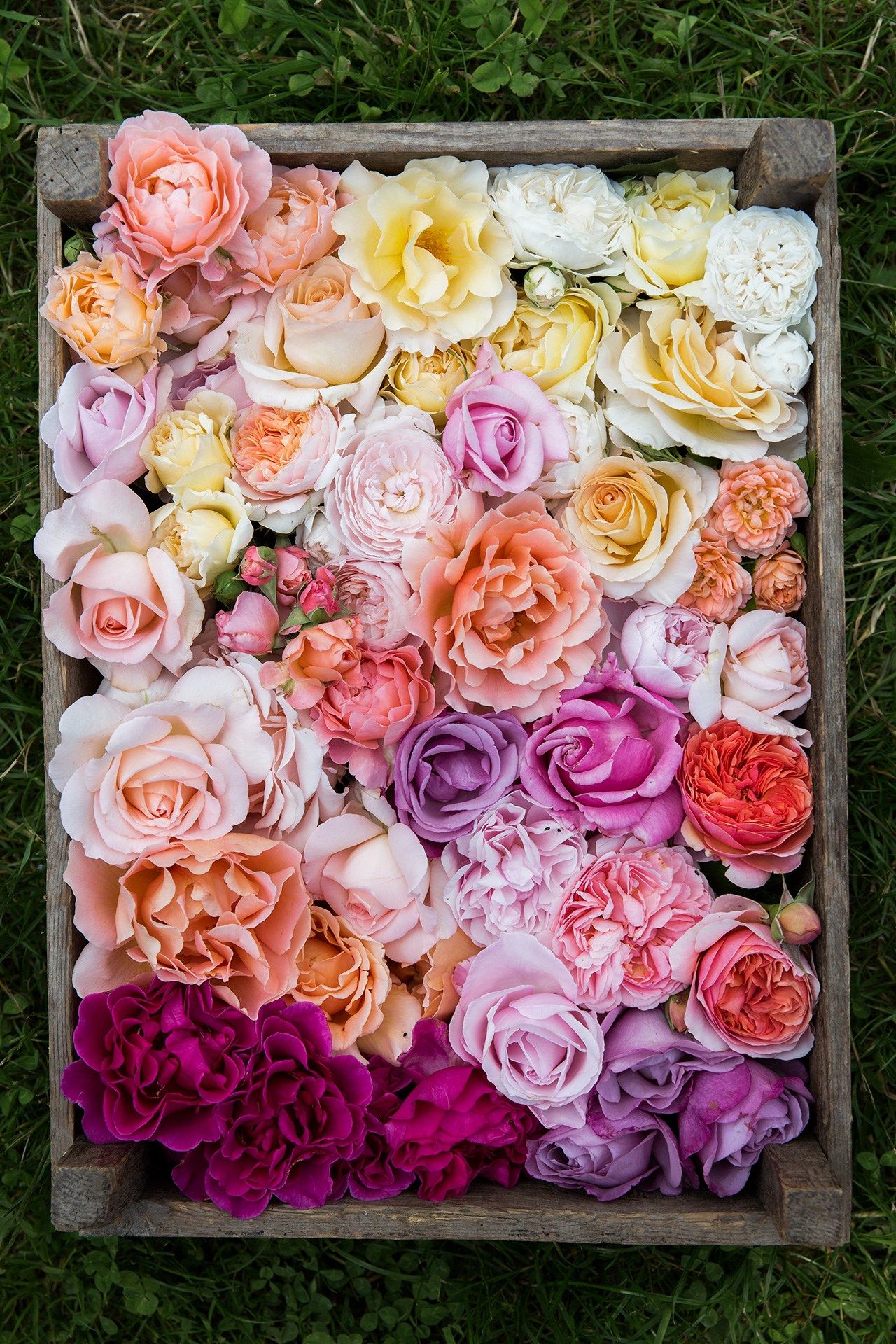 Image may contain Plant Flower Blossom Flower Arrangement Flower Bouquet Rose Graphics Floral Design and Art