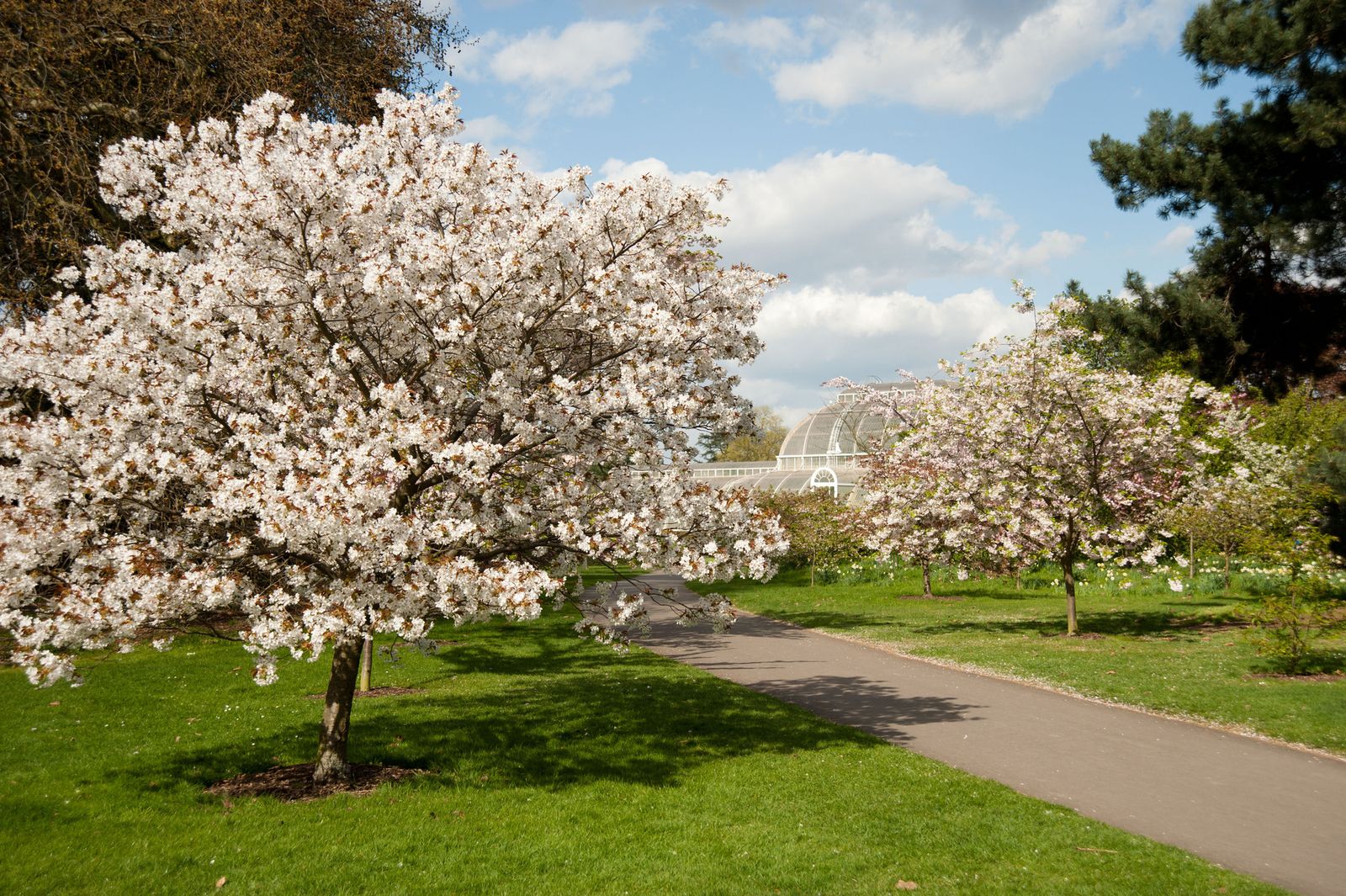 Image may contain Plant Flower Blossom Cherry Blossom Grass and Tree