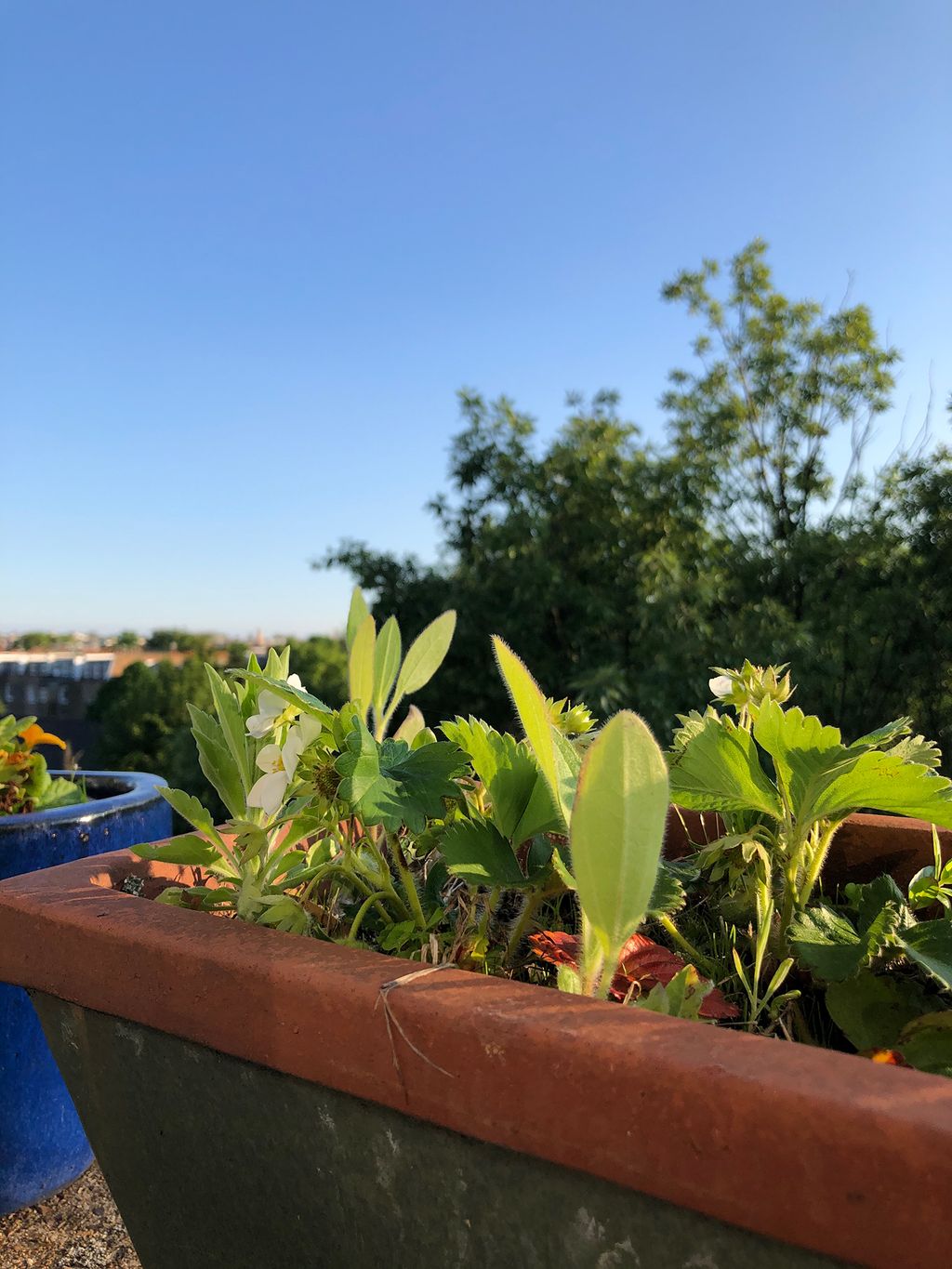 Image may contain Plant Pottery Vase Potted Plant Jar Planter Herbs Outdoors Herbal and Garden