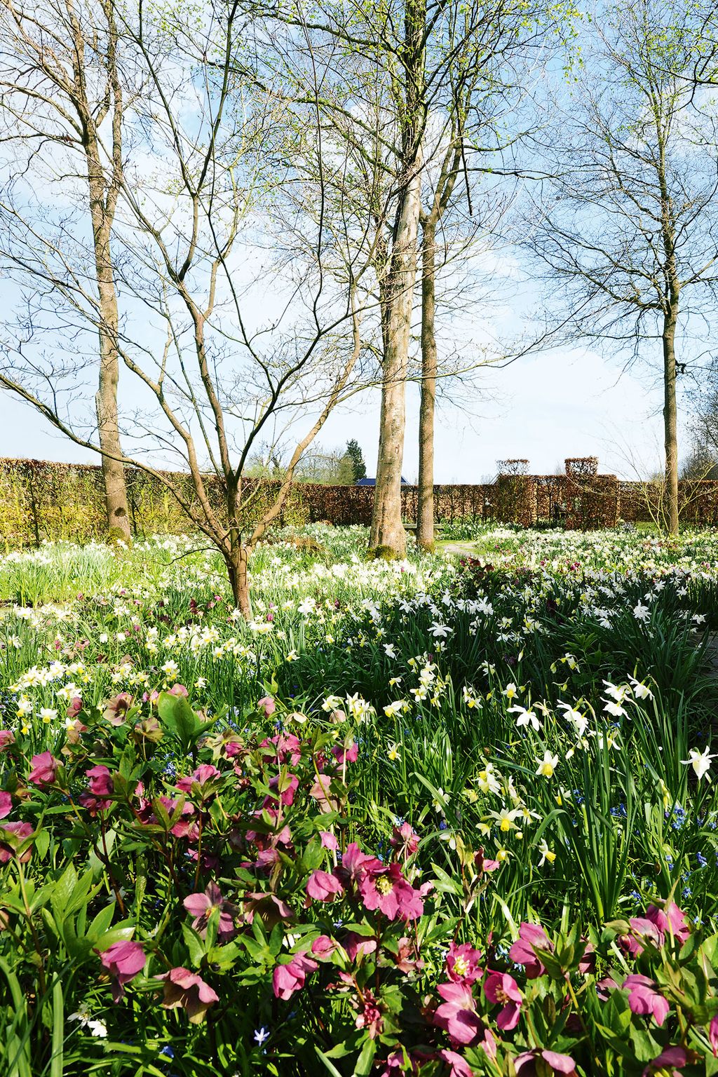 Image may contain Plant Outdoors Grassland Field Flower Blossom Tree Nature and Countryside