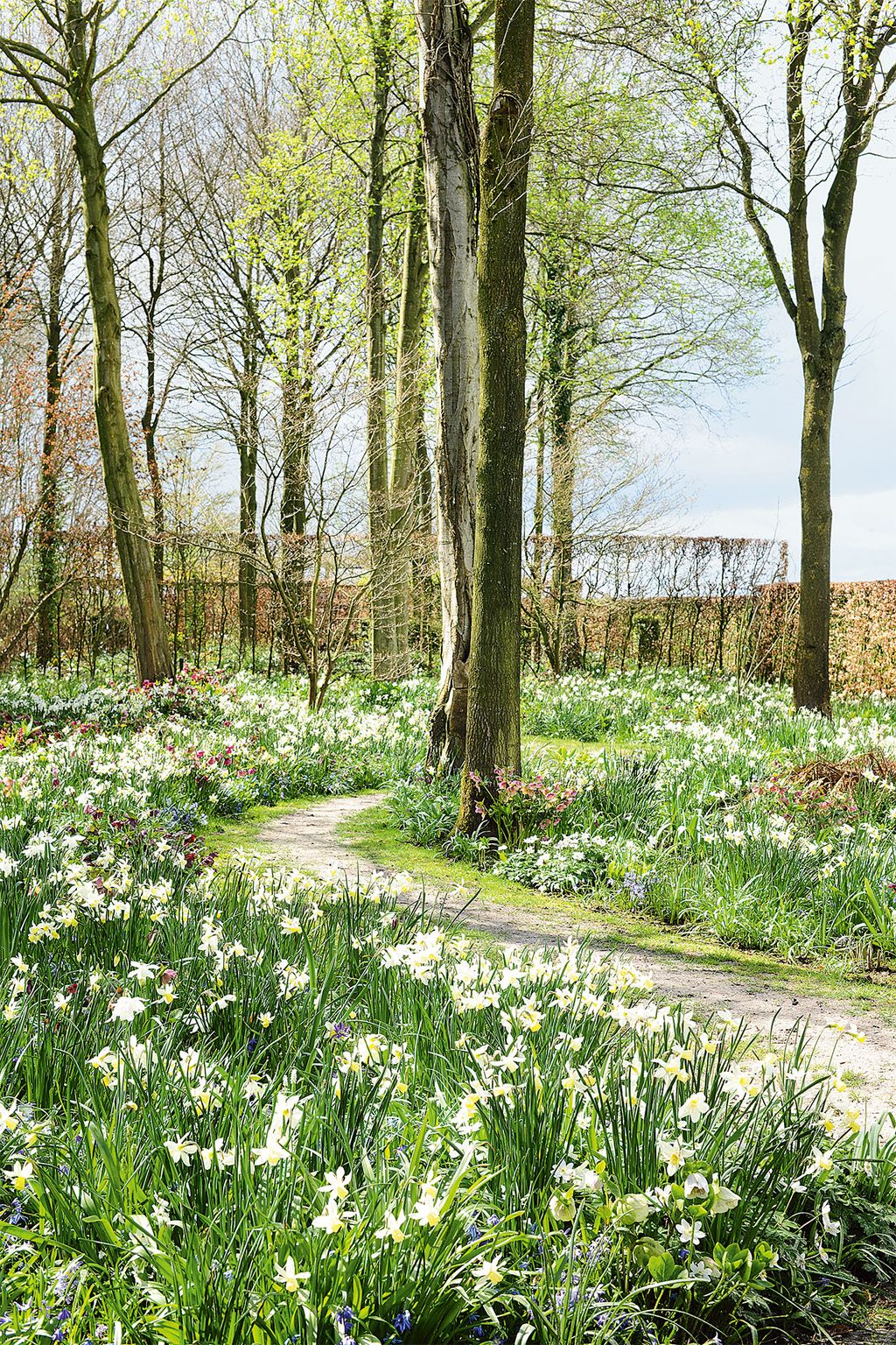 Rika particularly likes the pure white Narcissus ‘Thalia and creamy N. ‘Sailboat which she plants liberally around the...