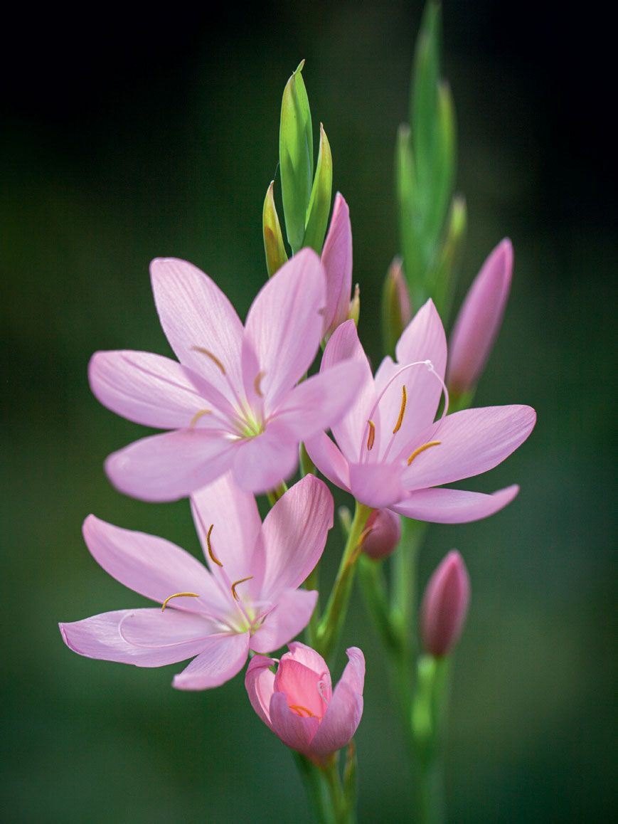 Hesperantha coccinea ‘Jennifer