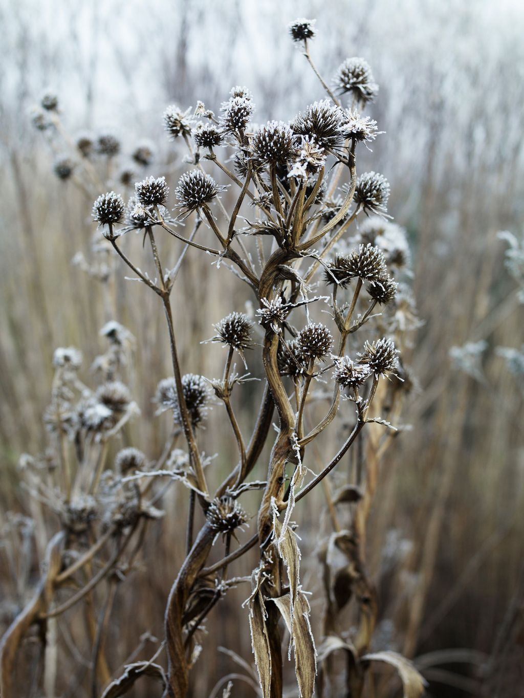 Eryngium eburneum in Dan Pearson's garden Hillside.