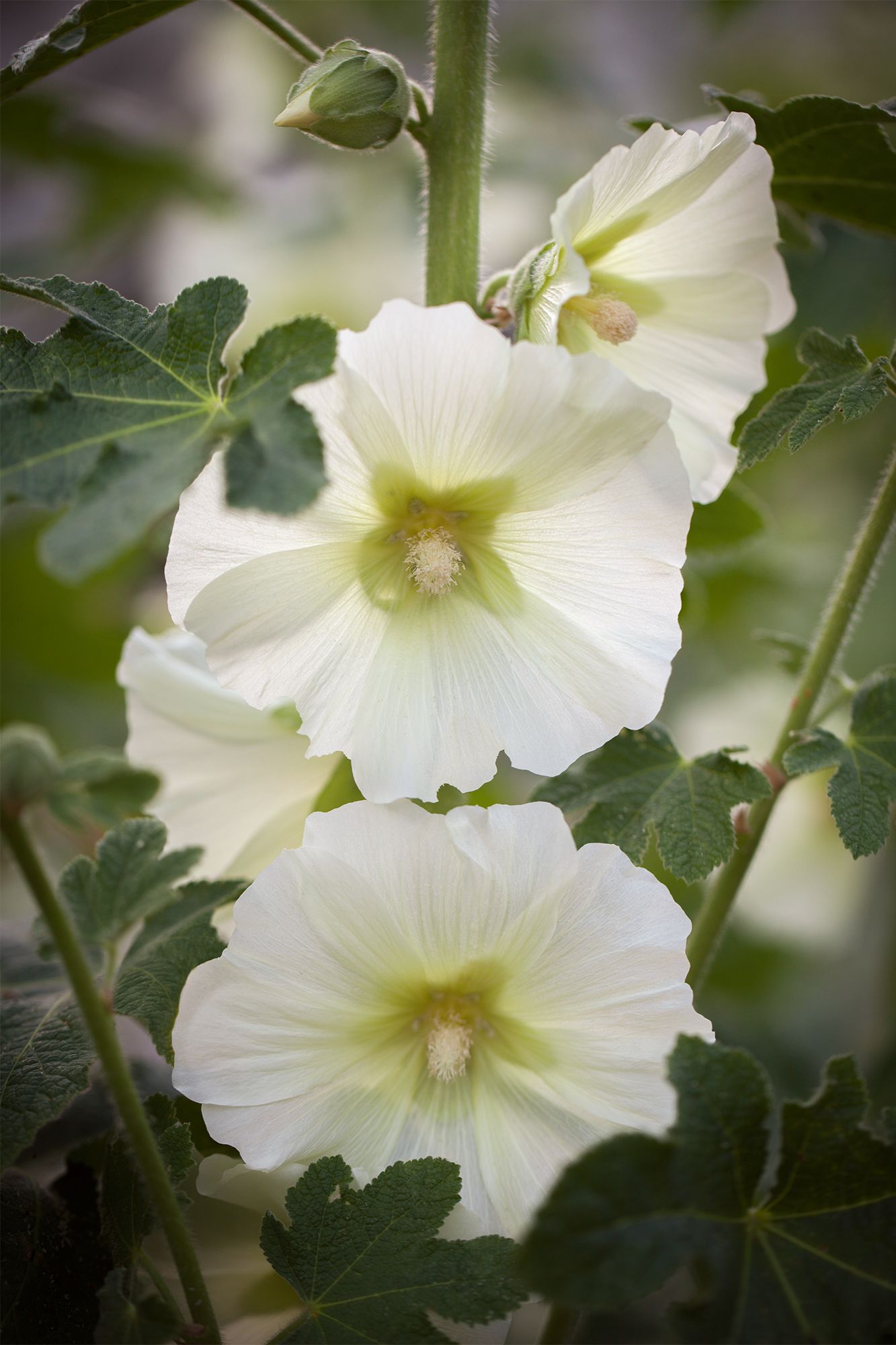 Alcea ficofolia