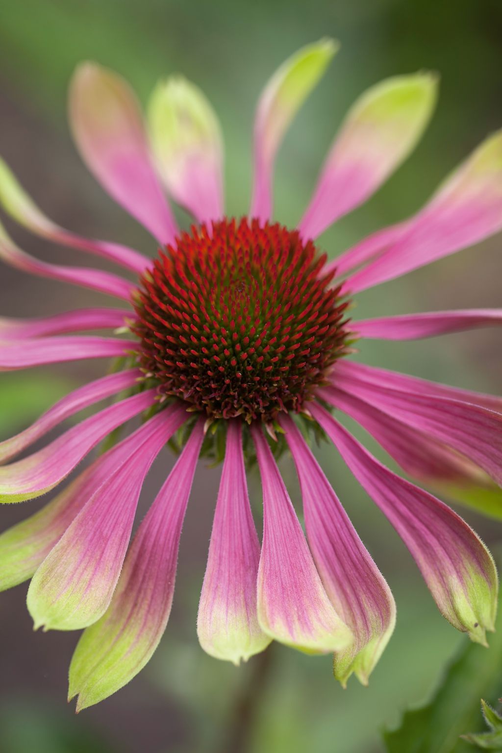 Image may contain Plant Daisy Flower Daisies Blossom and Petal