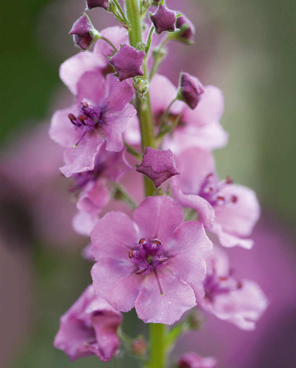 Verbascum ‘southern charm   This lovely verbascum has elegant flower spikes in pastel shades of antique pink buttermilk...