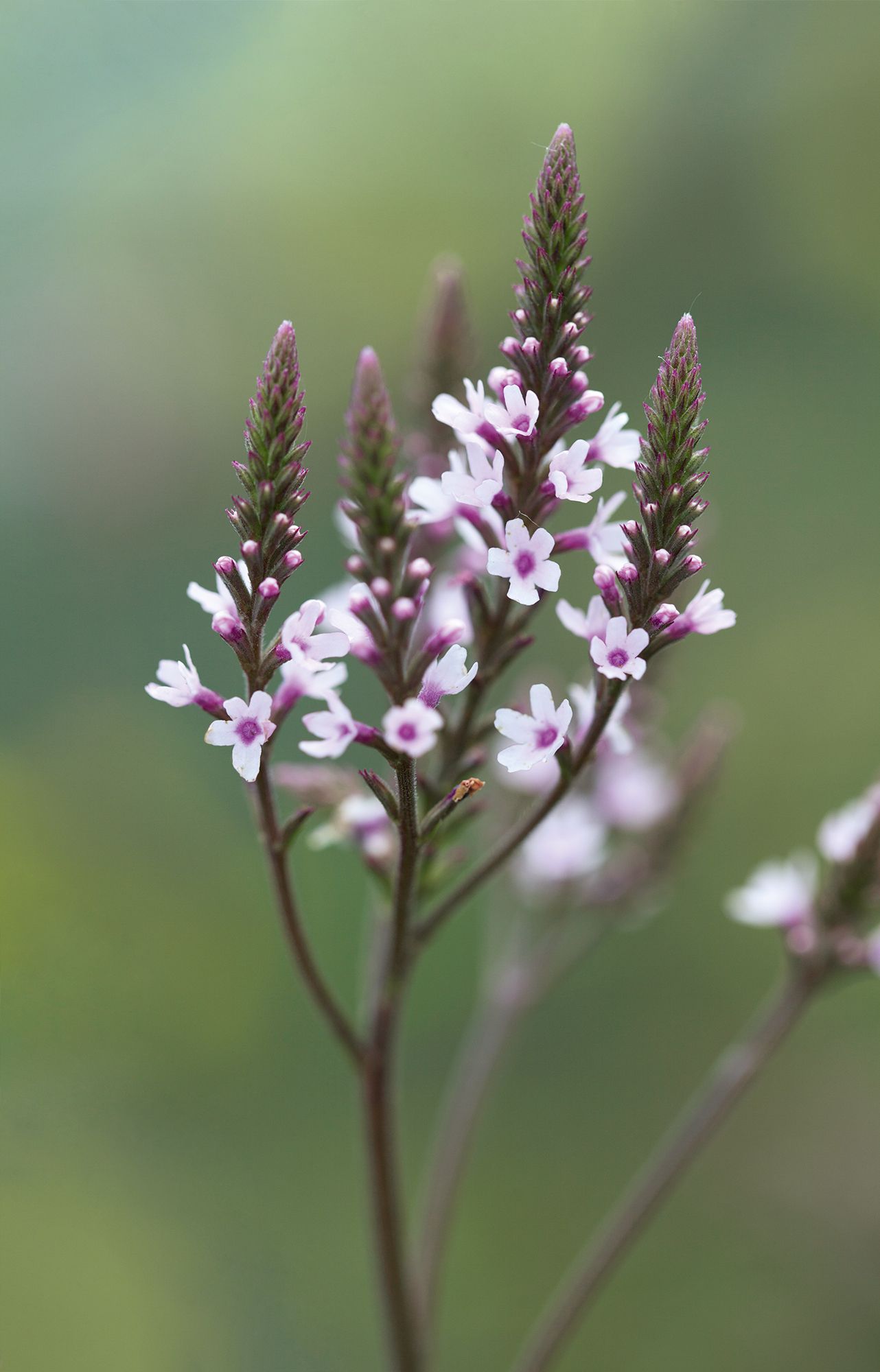 Verbena hastata 'Rosea'