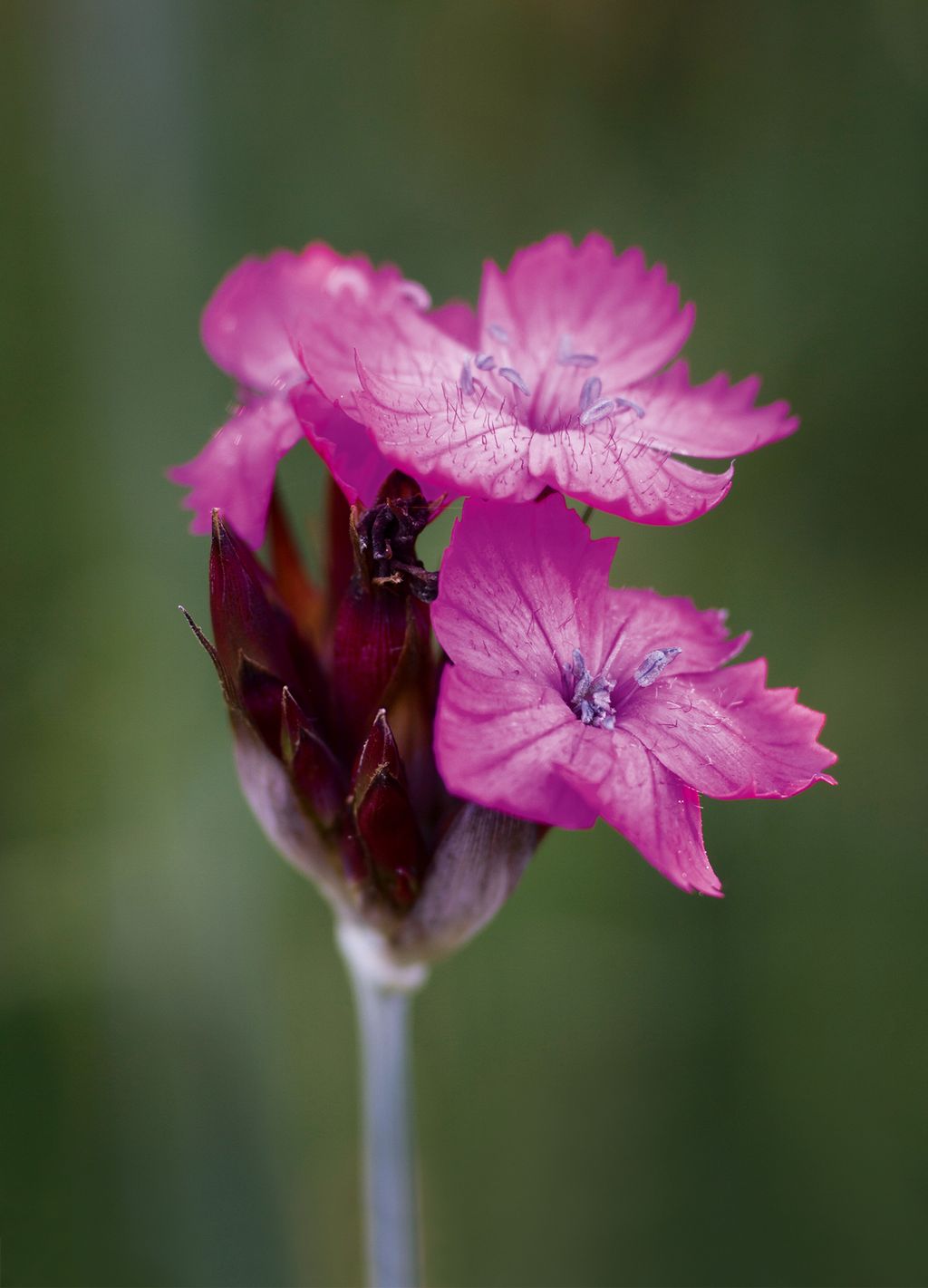 Dianthus carthusianorum This is a fabulous magentapink dianthus perfect for a gravel garden in a dry sunny spot. From...