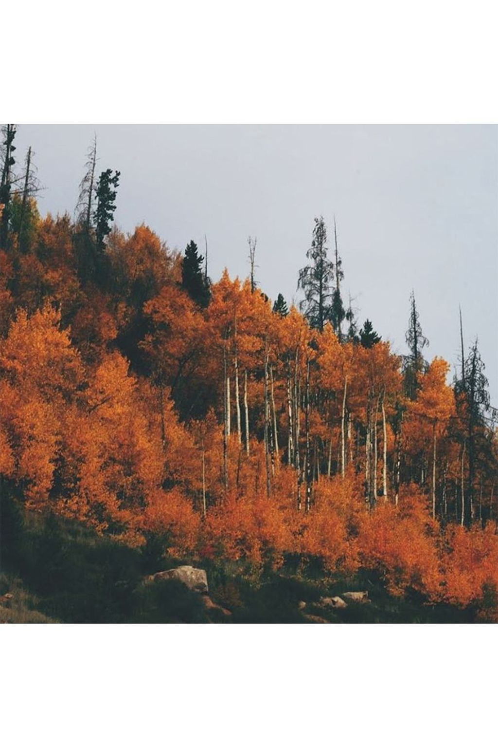 Autumn Leaves on Instagram | Autumn Colours