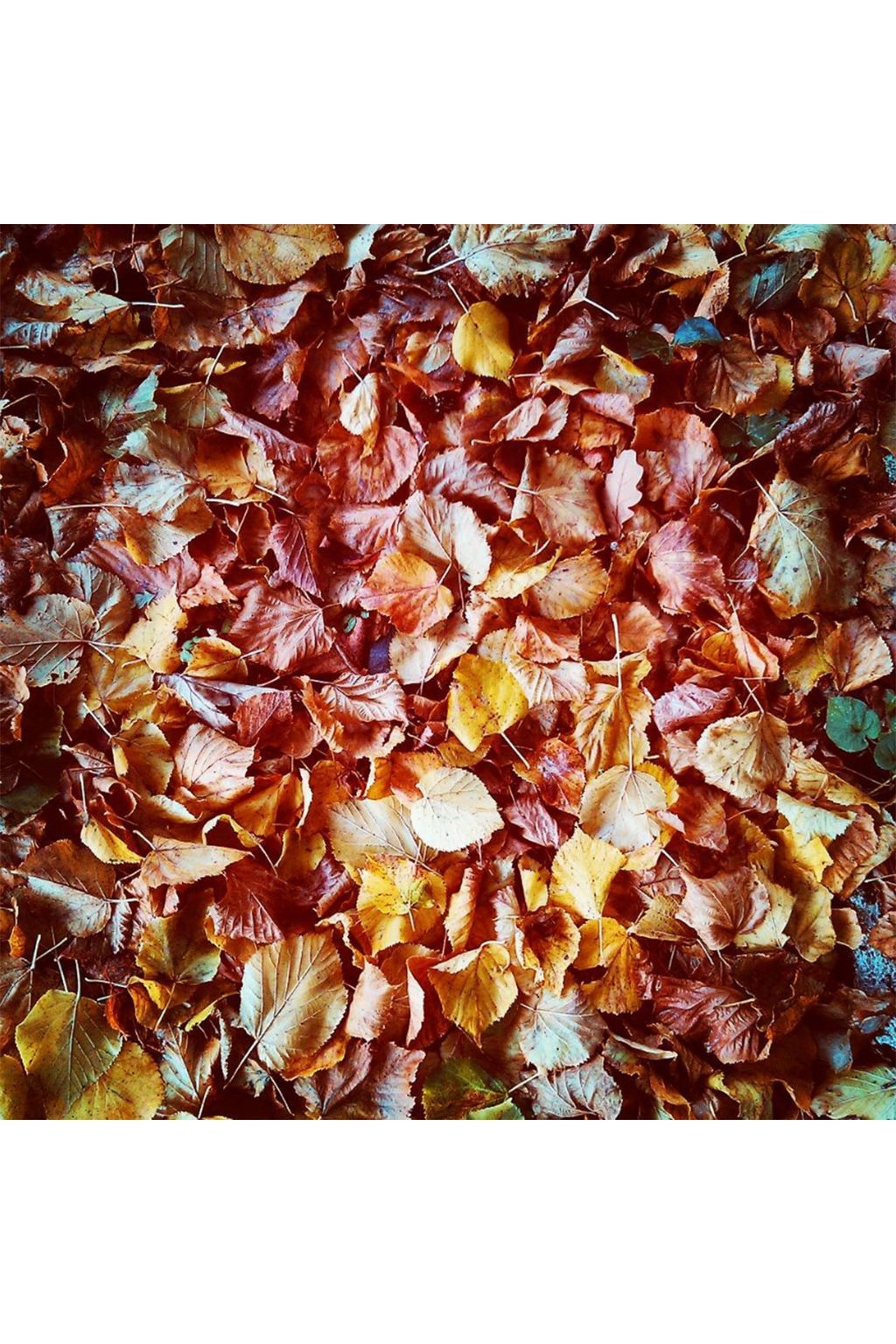 Autumn Leaves on Instagram | Autumn Colours