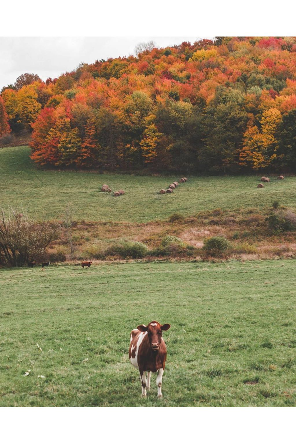 Autumn Leaves on Instagram | Autumn Colours