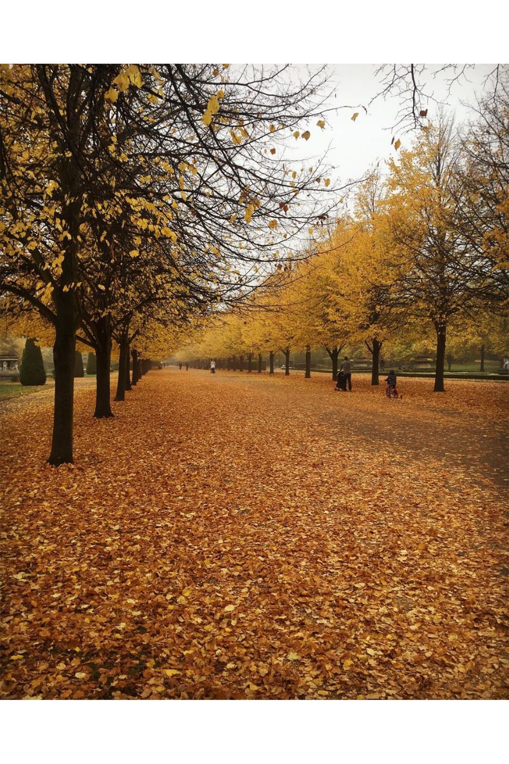 Autumn Leaves on Instagram | Autumn Colours