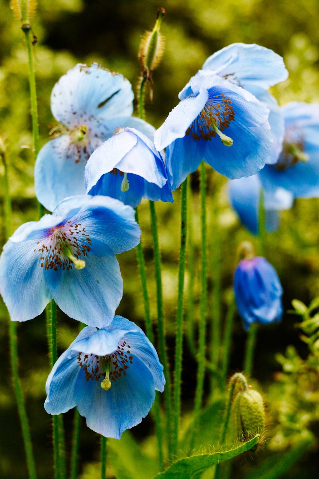 Meconopsis  The Garden of Designer Arabella LennoxBoyd | Designers' Gardens
