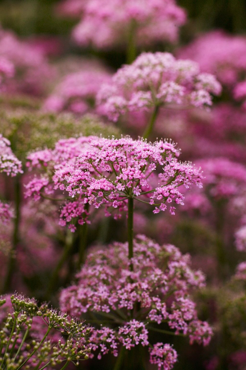 Roseum  The Garden of Designer Arabella LennoxBoyd | Designers' Gardens