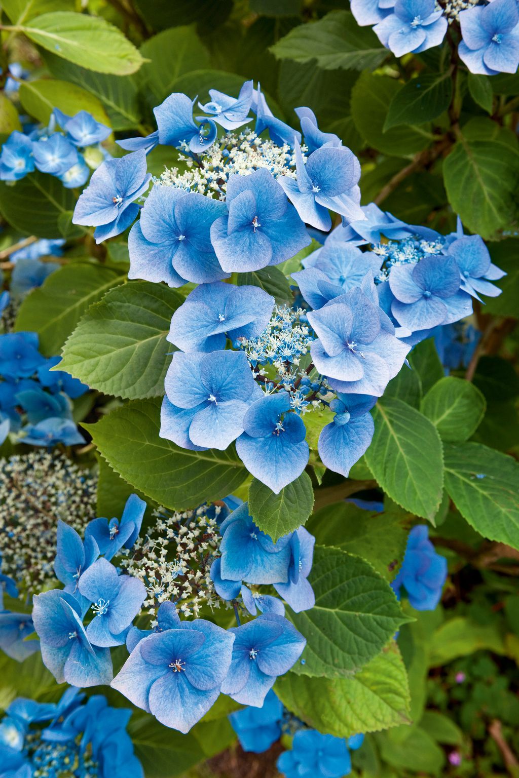 Image may contain Flower Plant Geranium Blossom Acanthaceae and Pollen