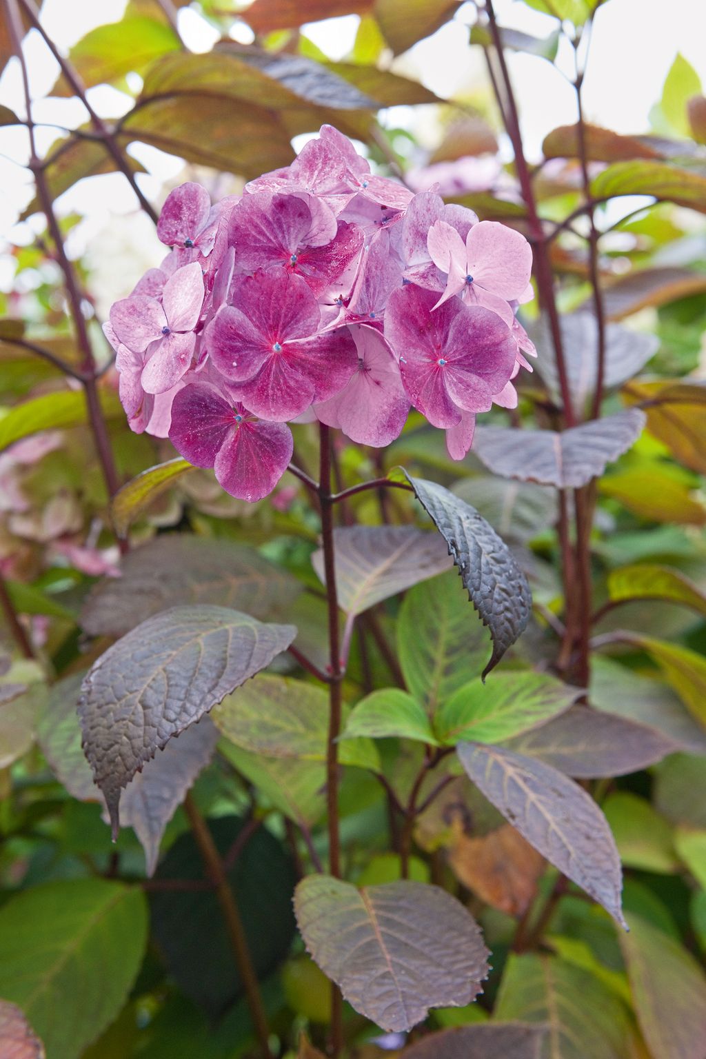 Image may contain Flower Plant Geranium Blossom and Acanthaceae