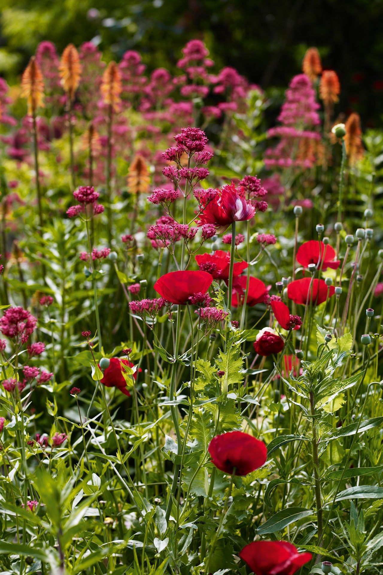 Image may contain Plant Flower Geranium Blossom Petal and Poppy