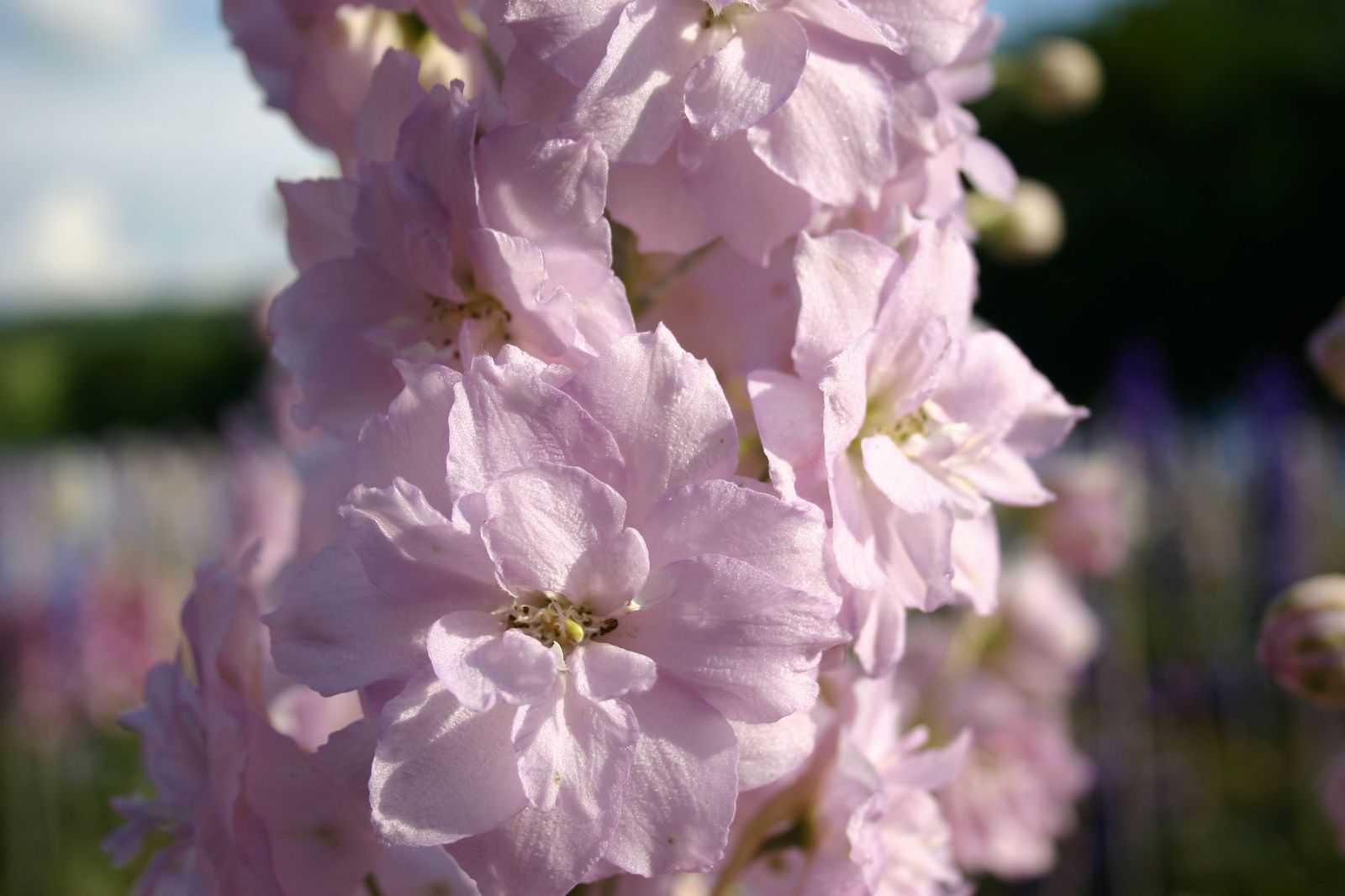 Delphinium ‘Pink Ruffles in Wardington Manor.