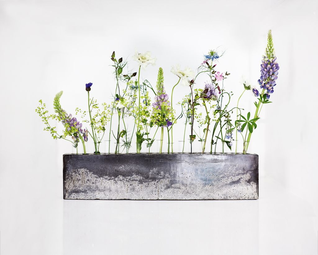 Image may contain Plant Flower Blossom and Lupin