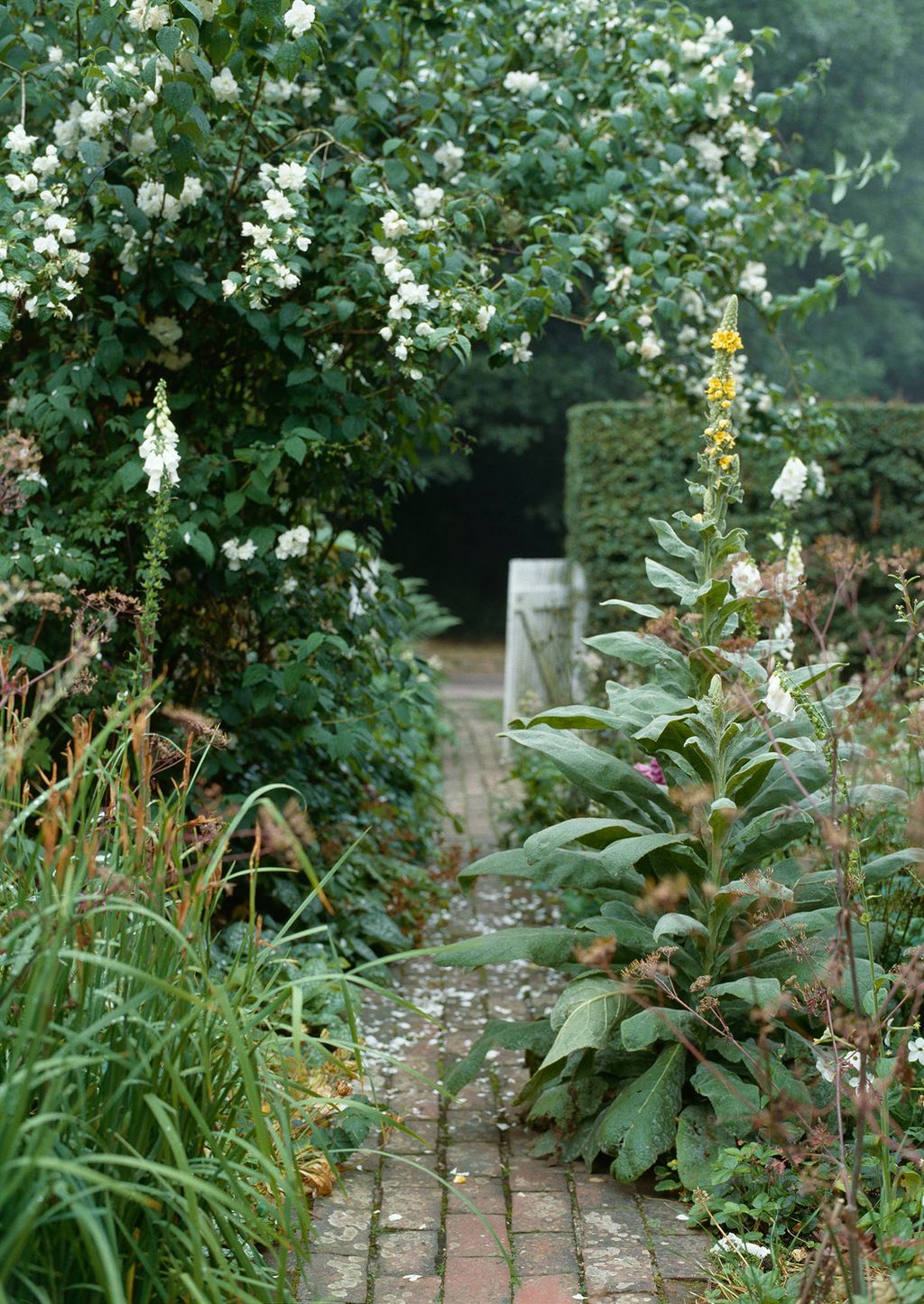 Foxgloves and verbascum flank a brick path.