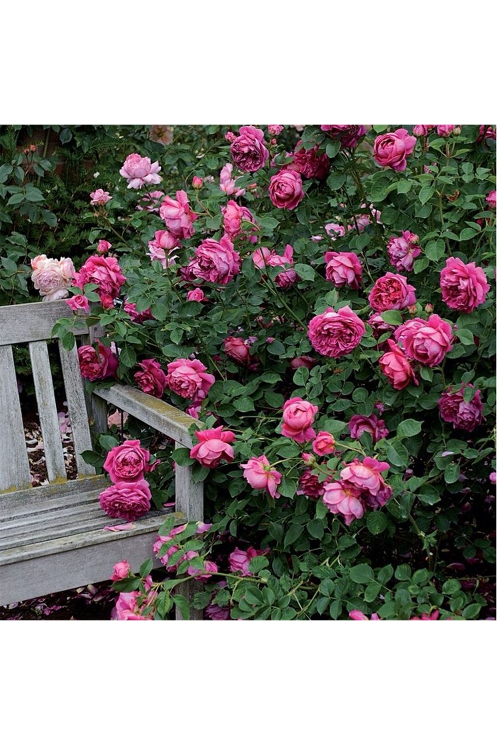 Roses | Views of the English countryside from Instagram