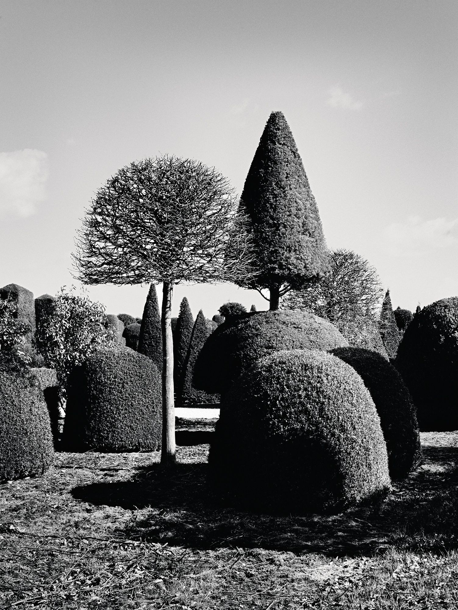 Topiary Ideas