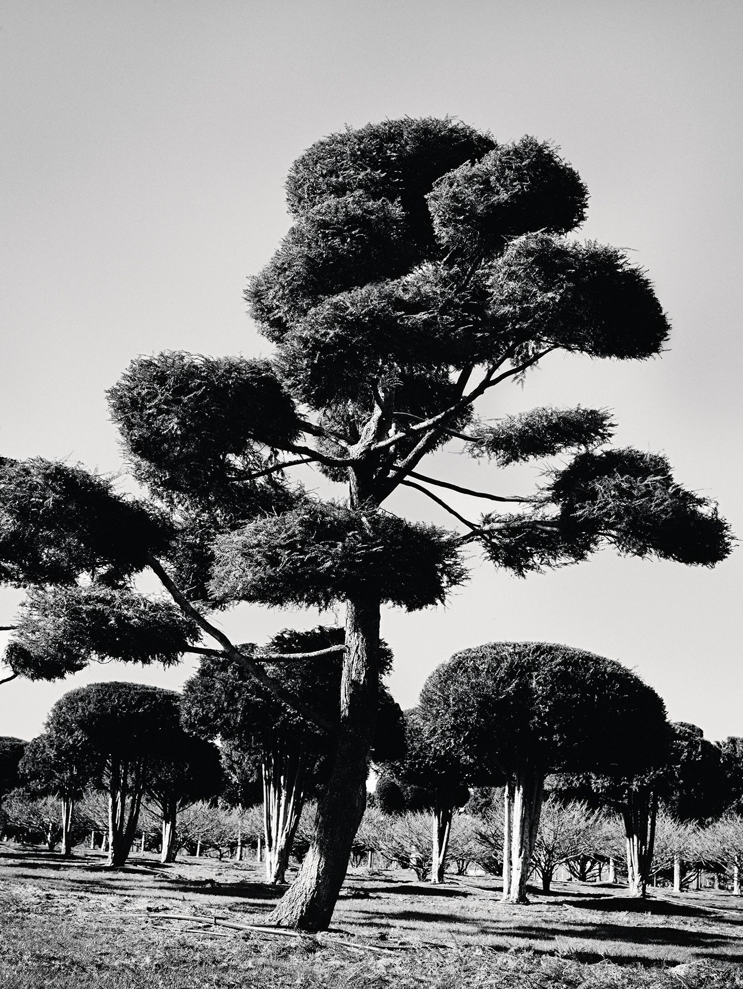 Image may contain Plant Tree Outdoors Tree Trunk and Vegetation