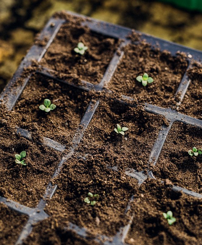 Image may contain Soil Ground Plant and Sprout