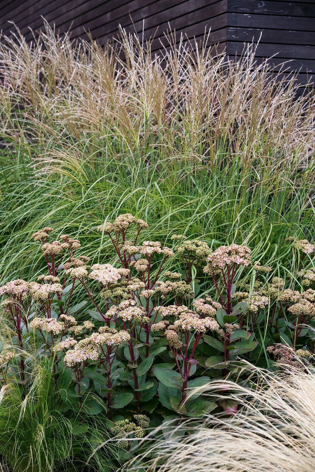 Miscanthus ‘Starlight and Hylotelephium ‘Matrona.
