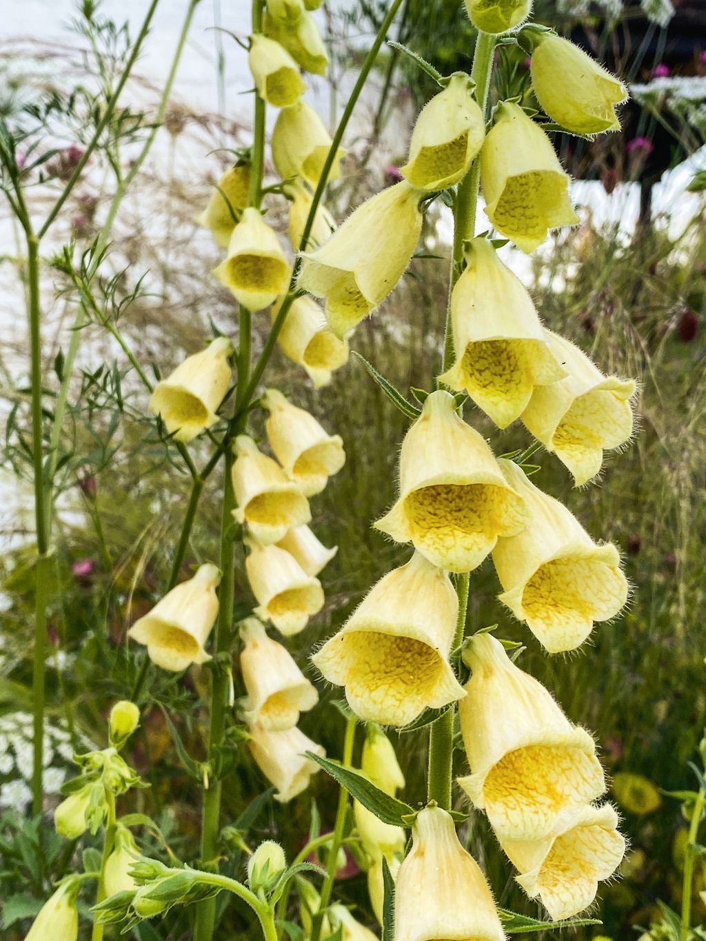 Image may contain Plant Flower Blossom and Foxglove