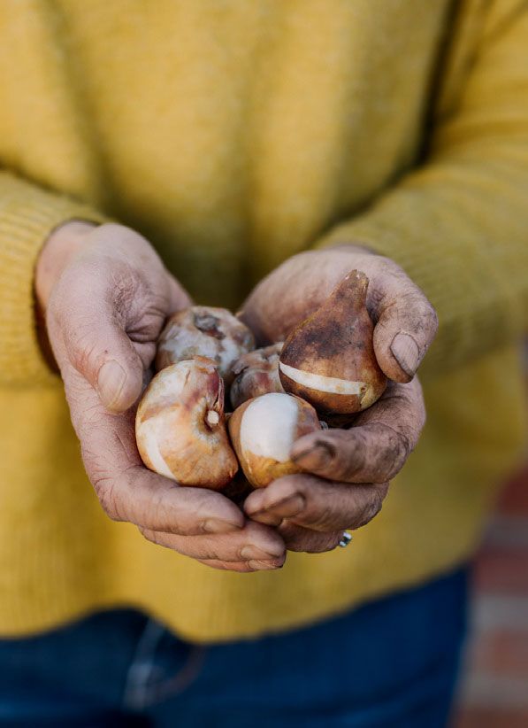 Tulip bulbs ready to go into pots.
