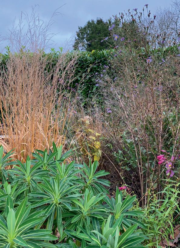 Image may contain Plant Grass Vegetation and Agavaceae