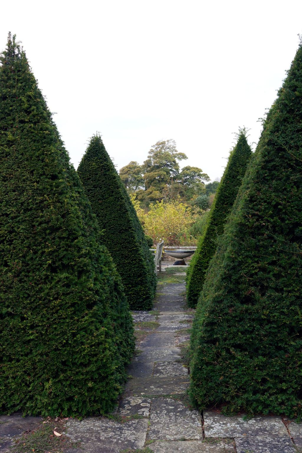 Image may contain Garden Arbour Outdoors Plant Conifer and Tree