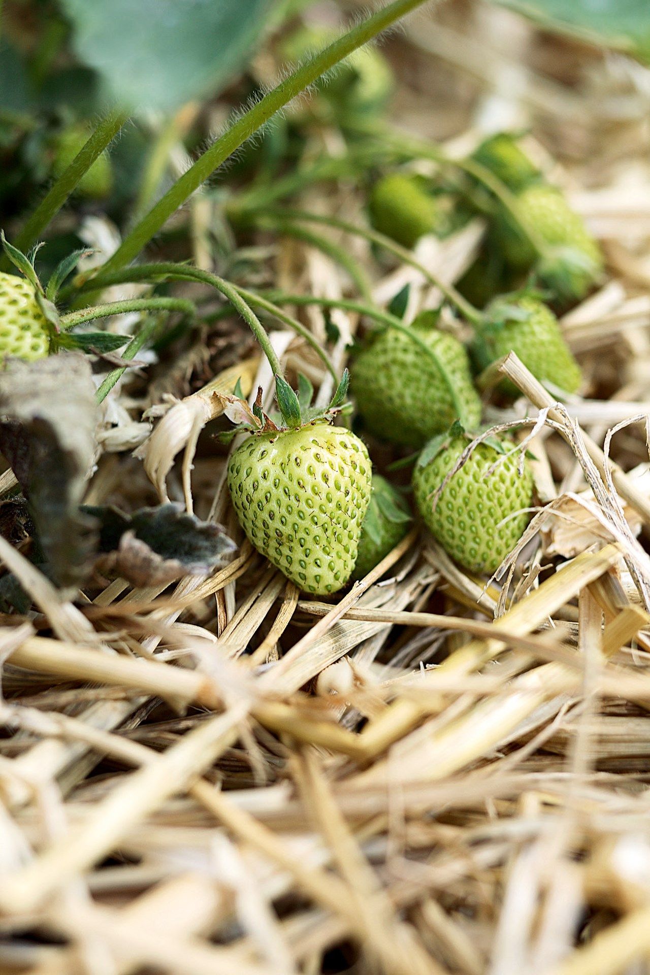 Image may contain Plant Fruit Strawberry Food and Pineapple