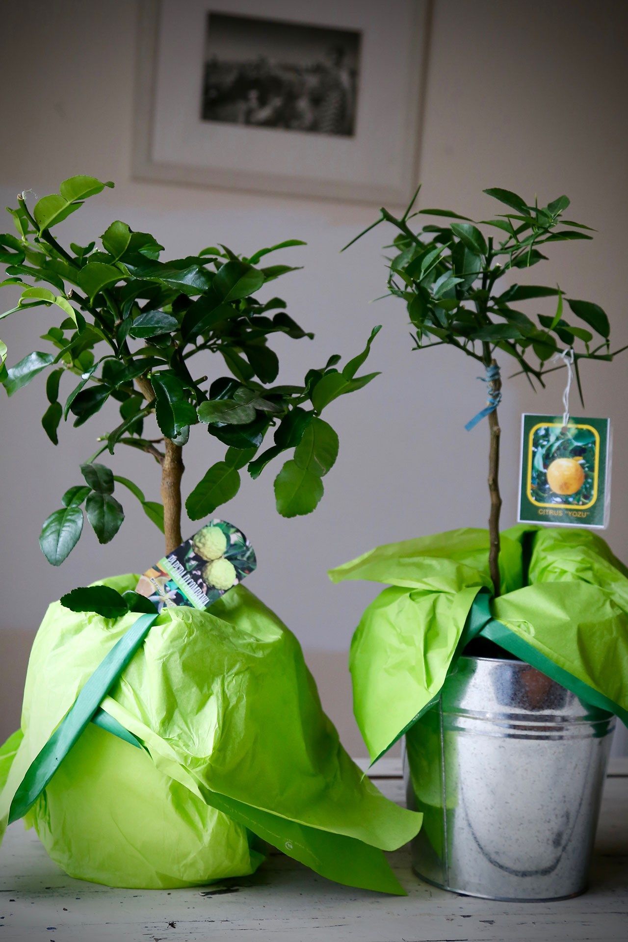 Image may contain Tin and Can