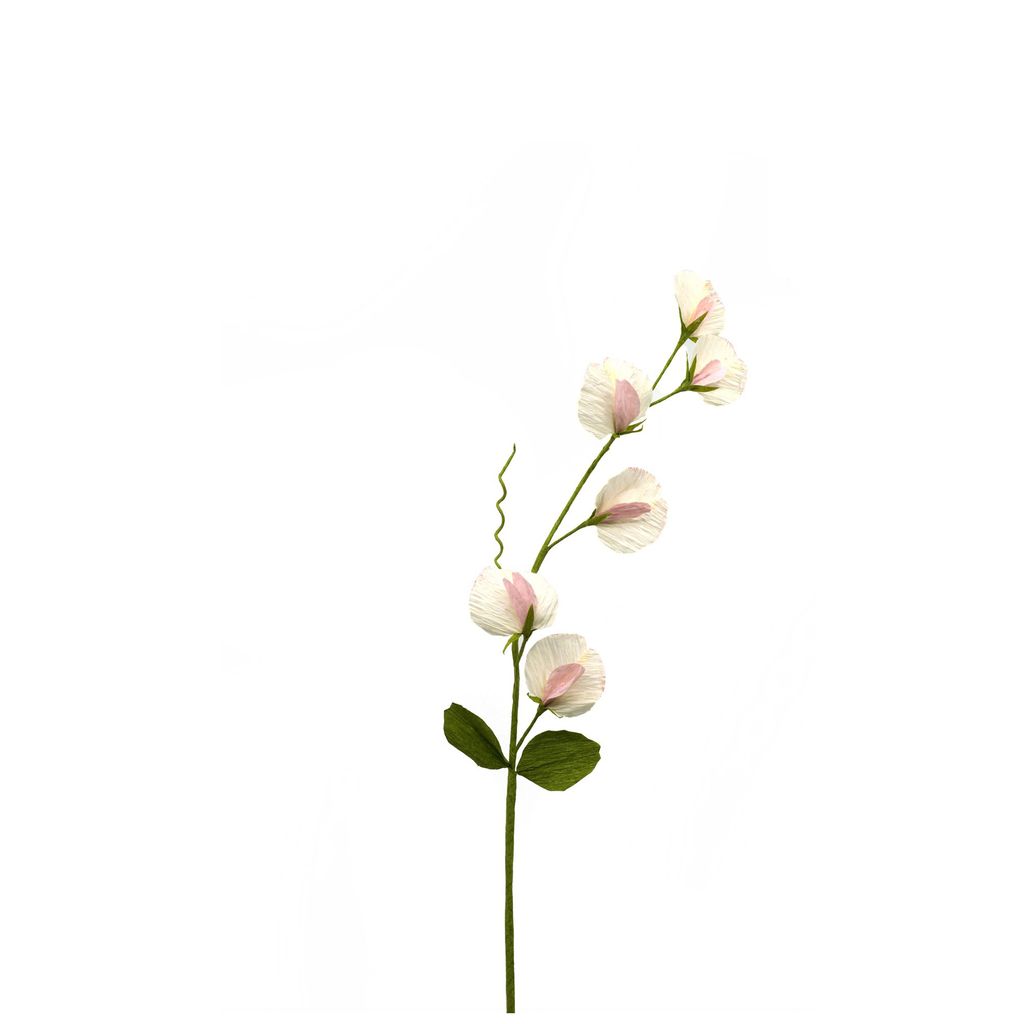 Paper sweet pea 35 by A Petal Unfolds from Host Home.  buttongroup  Shop now