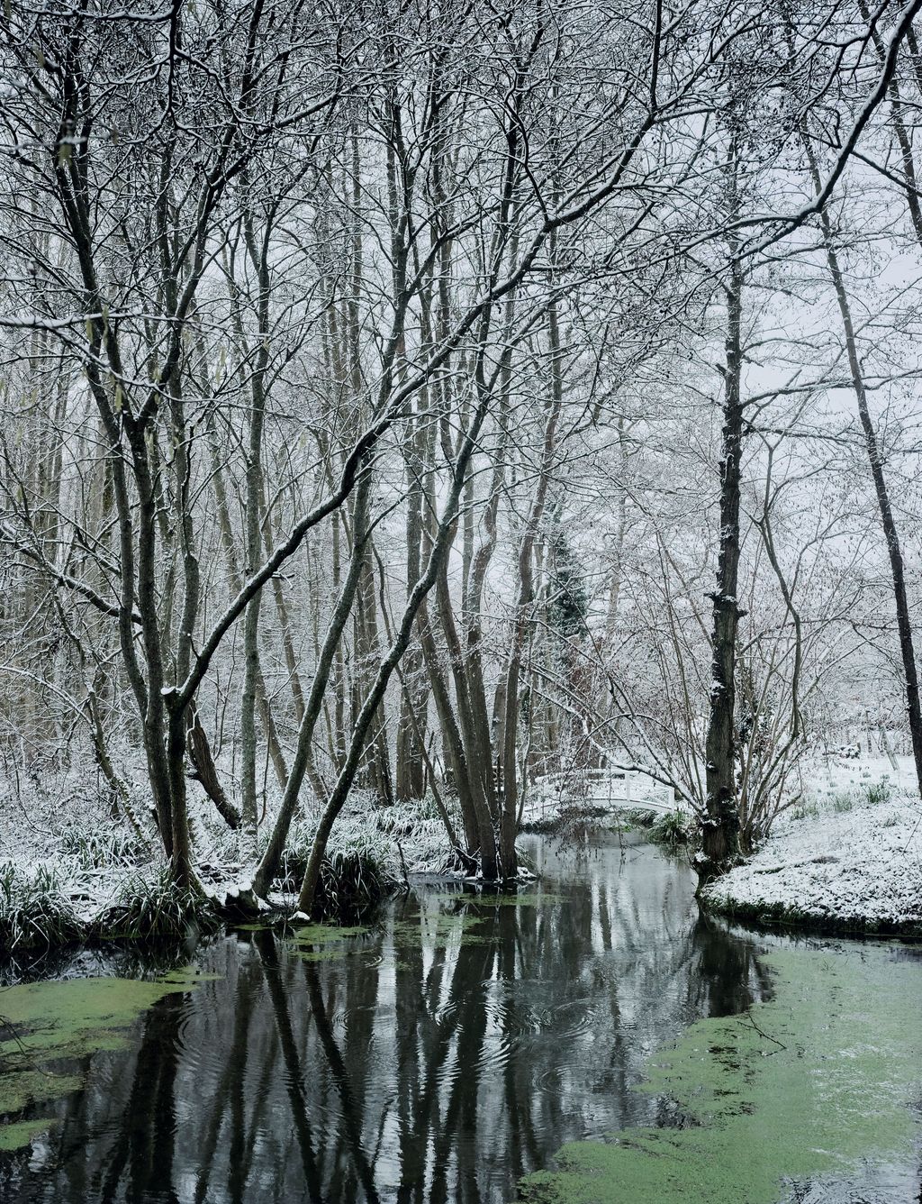 A pond creates a reflective surface inviting contemplation in one of the more naturalistic areas on the edge of the...