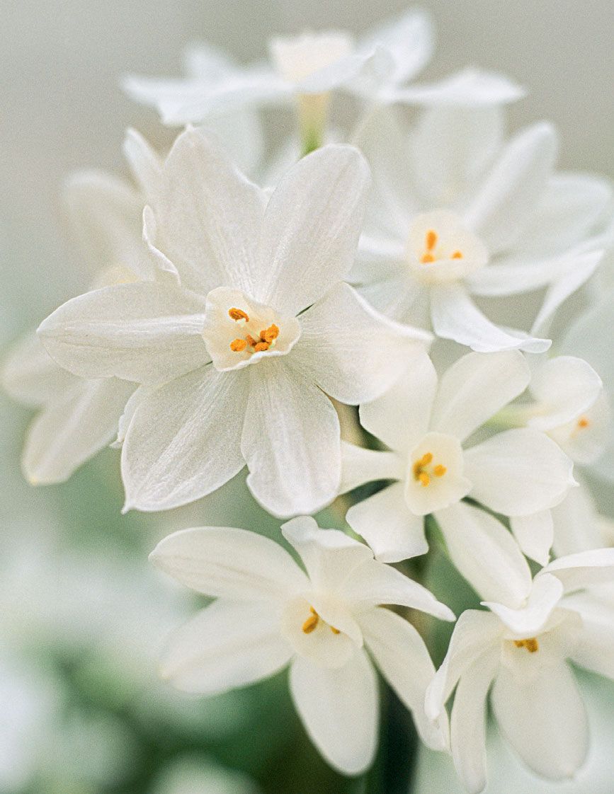 Image may contain Plant Flower Blossom and Geranium