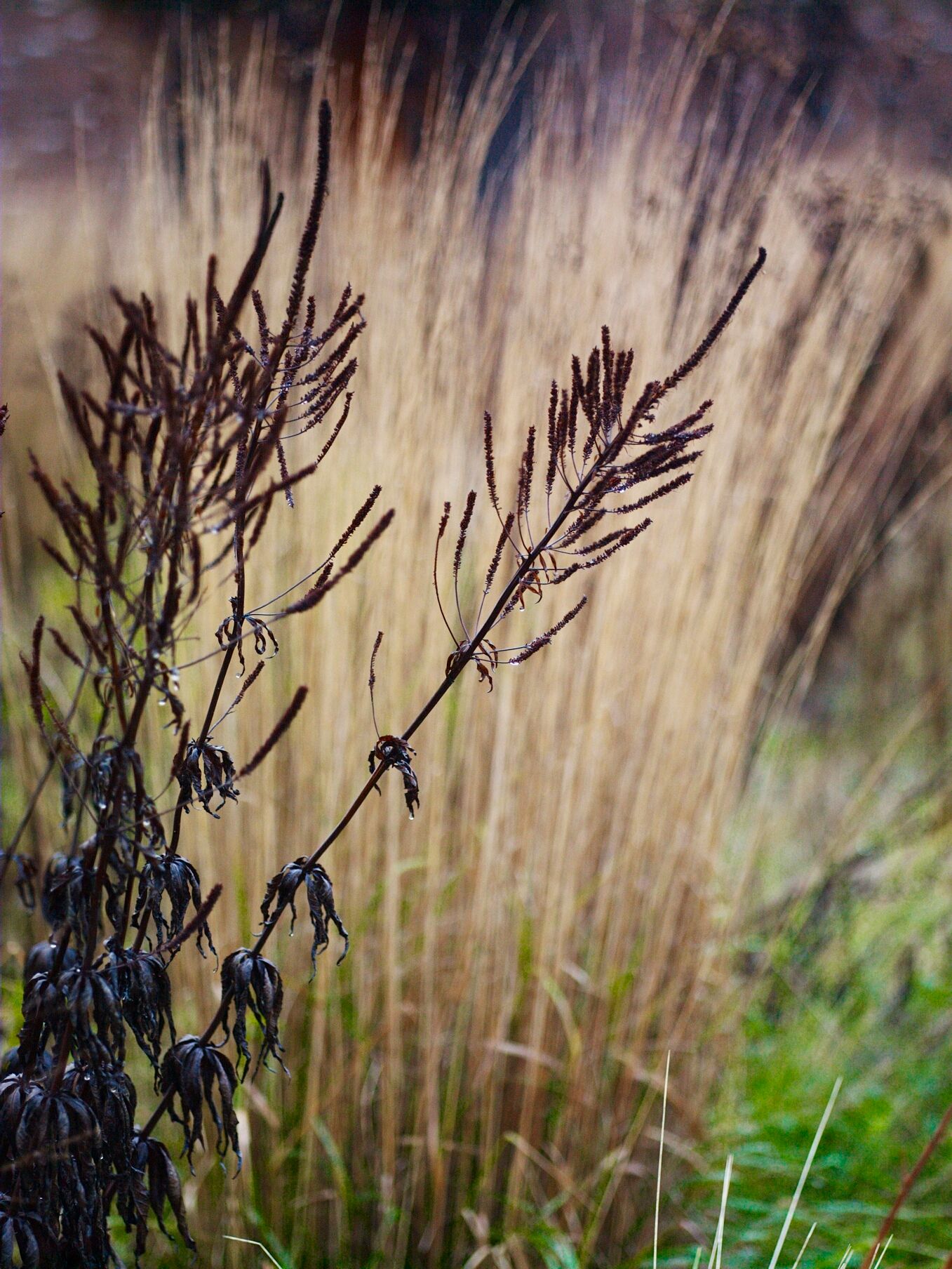 Veronicastrum virginicum