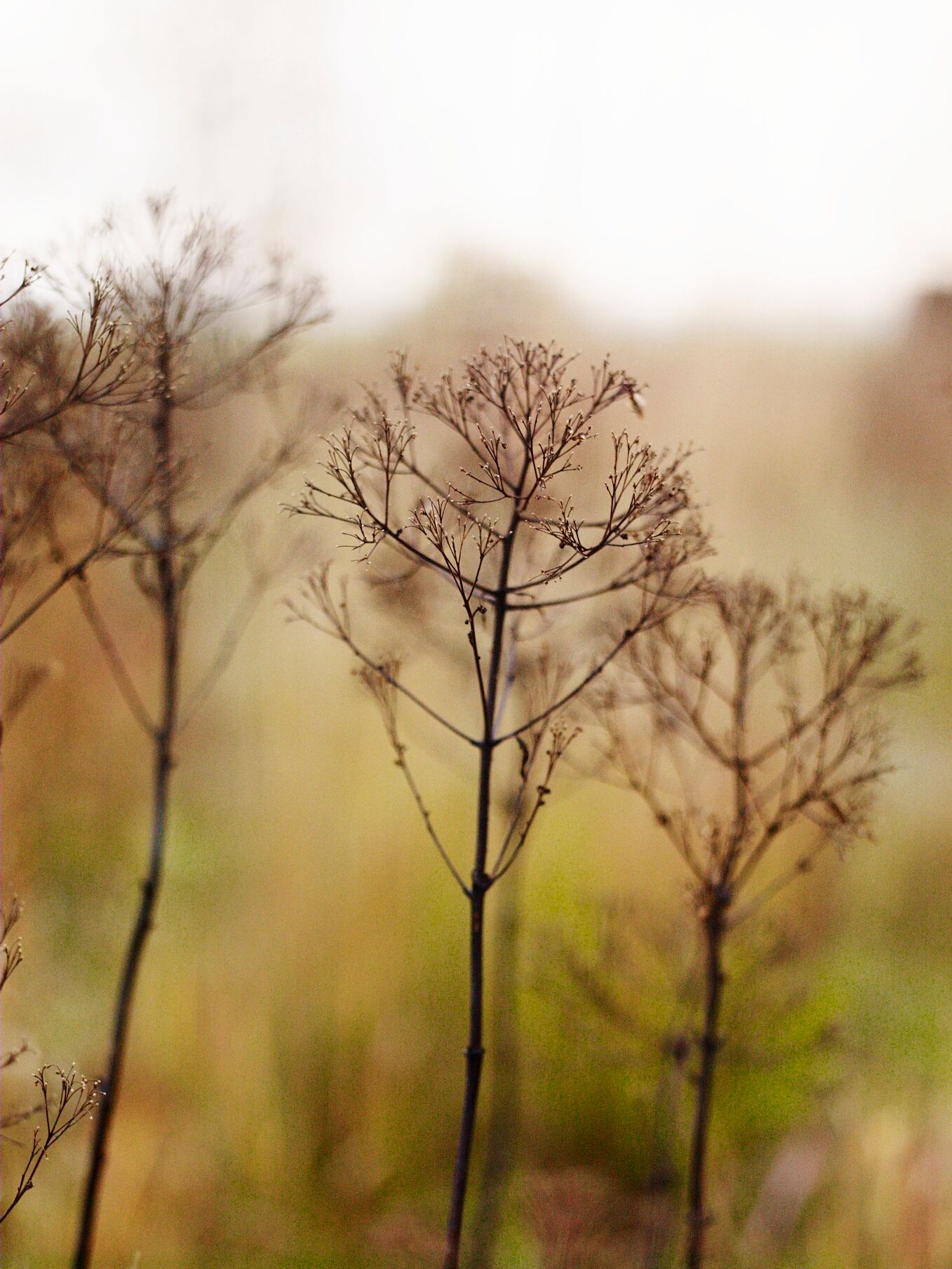 Image may contain Nature Outdoors Weather Plant Tree and Fog
