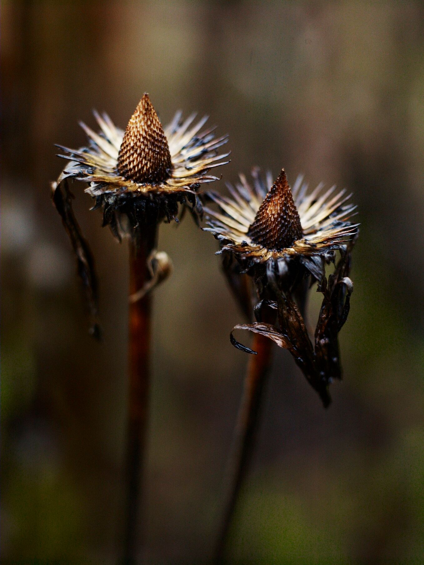Echinacea purpurea