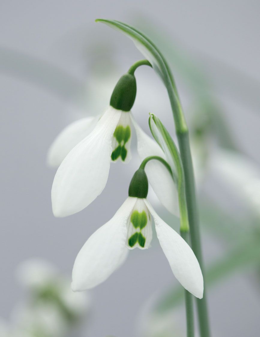 Image may contain Plant Flower Amaryllidaceae and Blossom