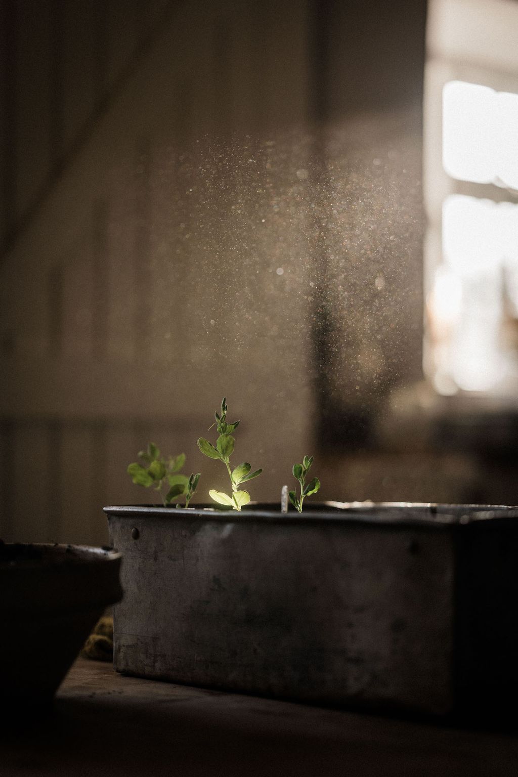 Image may contain Plant Pottery Vase Potted Plant Jar Water and Planter
