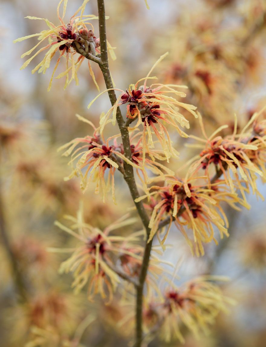 Image may contain Plant Tree Pollen Conifer Flower Blossom Fir and Abies