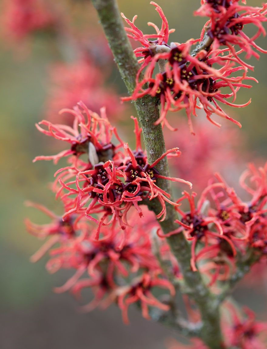 Image may contain Plant Flower Geranium Blossom Pollen Bud Sprout and Petal