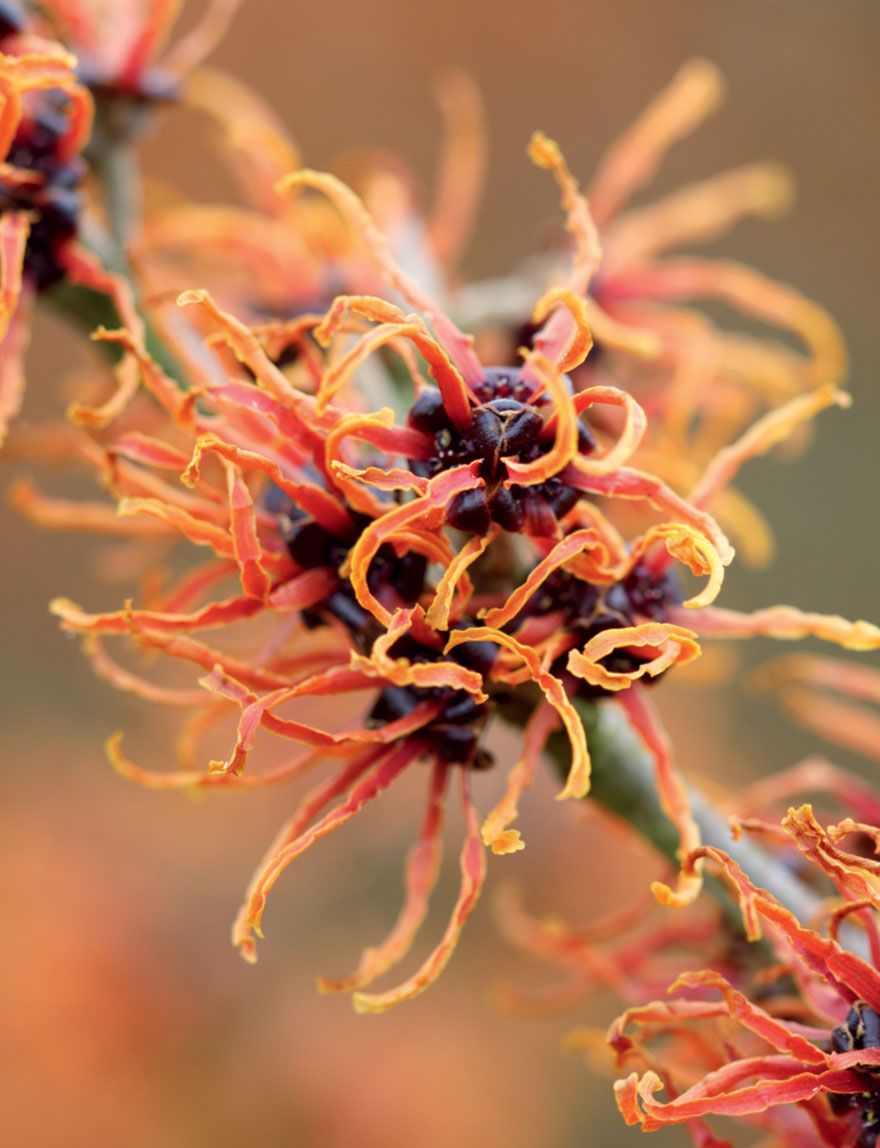 Image may contain Plant Pollen Anther Flower and Blossom