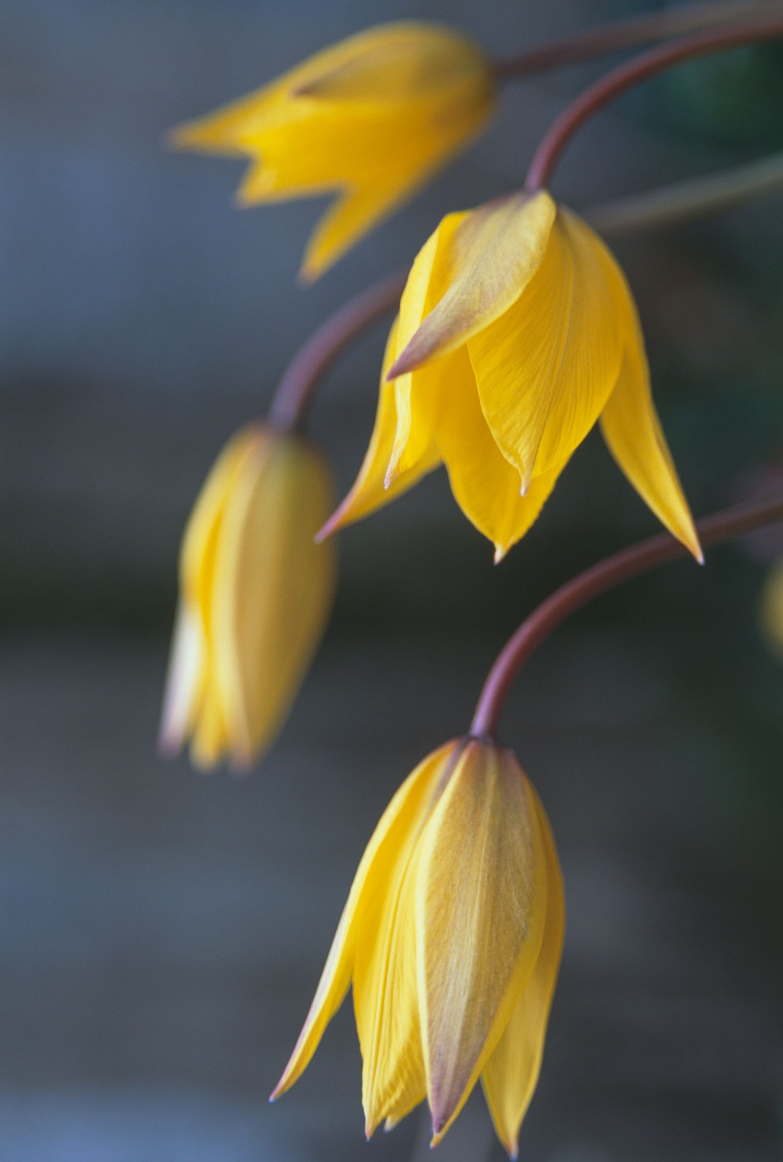 Image may contain Plant Flower Blossom Petal and Daffodil