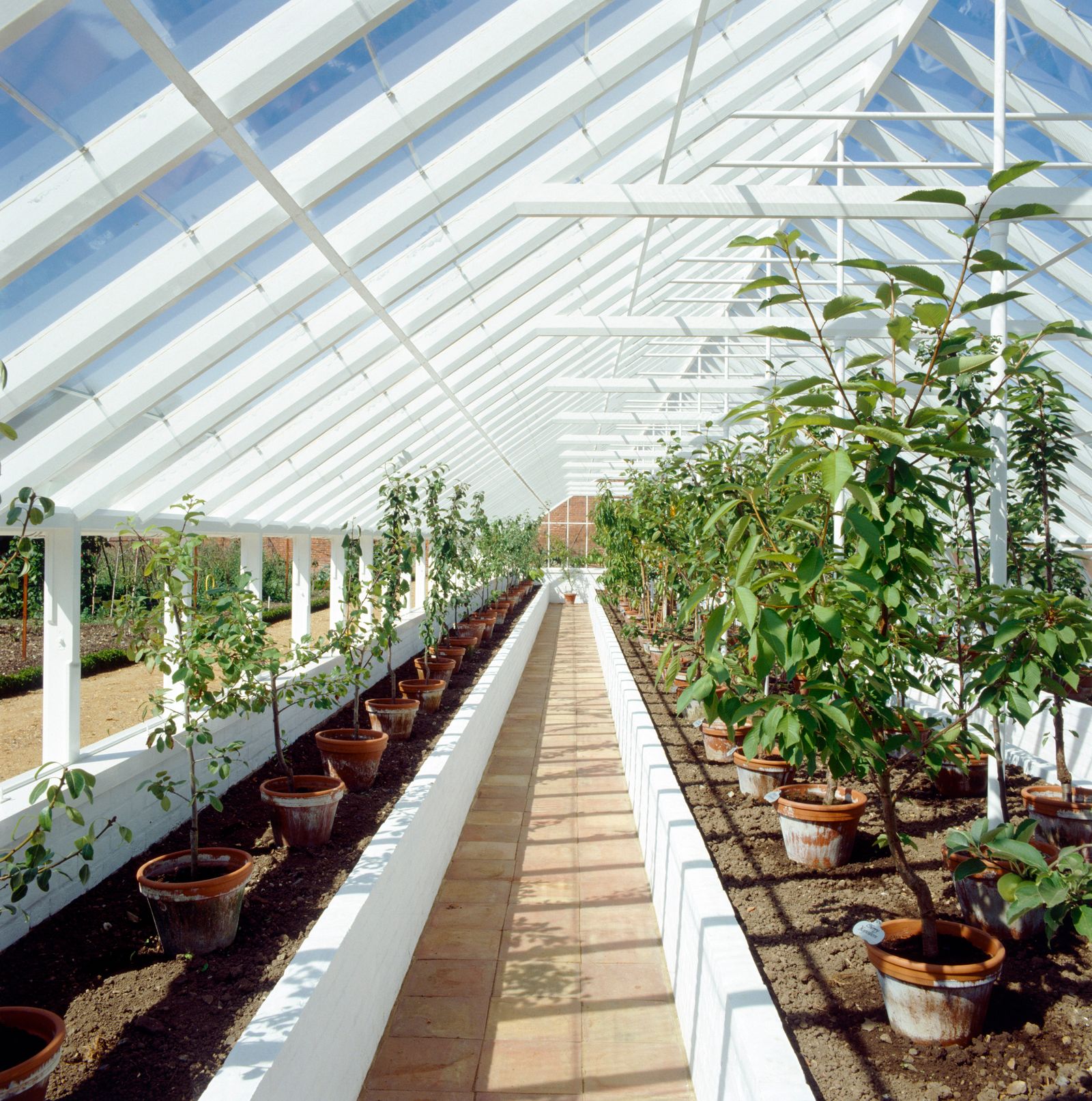 Image may contain Greenhouse